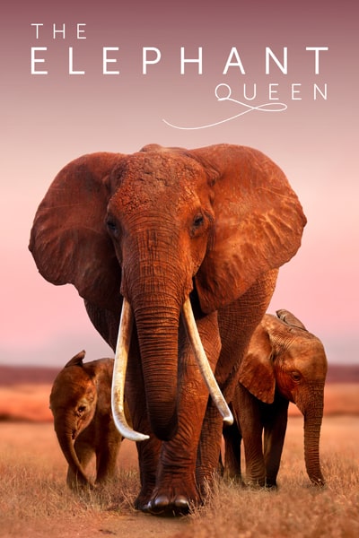 Download The Elephant Queen (2019) Dual Audio {Hindi-English} Movie 480p | 720p | 1080p WEB-DL ESub Download The Elephant Queen (2019) Dual Audio {Hindi-English} Movie 480p | 720p | 1080p WEB-DL ESub