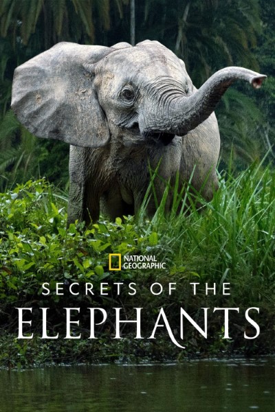 Download Secrets of the Elephants (Season 1) English Web Series 720p | 1080p WEB-DL Esub Download Secrets of the Elephants (Season 1) English Web Series 720p | 1080p WEB-DL Esub