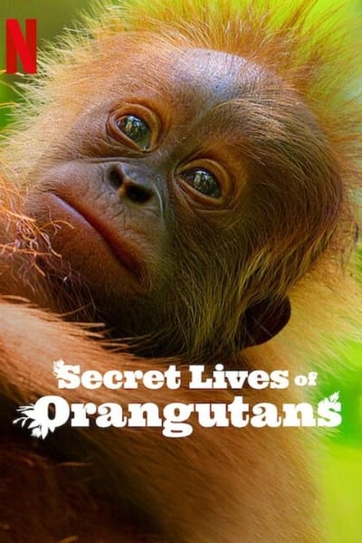 Download Secret Lives of Orangutans (2024) Dual Audio [Hindi-English] Movie 480p | 720p | 1080p Web-DL MSub
